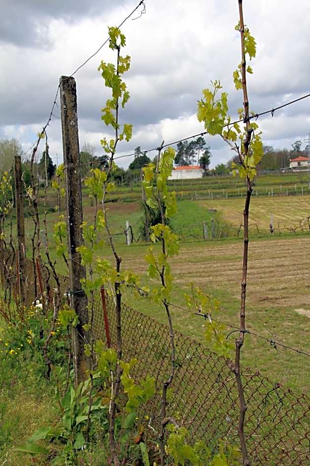 B&B Villa Branca Barreiros AL98139