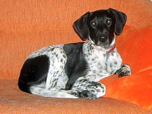 Pensjonat BorowaDolina