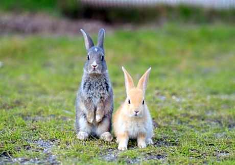 Kyukamura Ohkunoshima