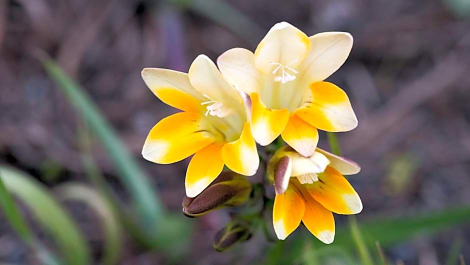 Gondwana Game Reserve