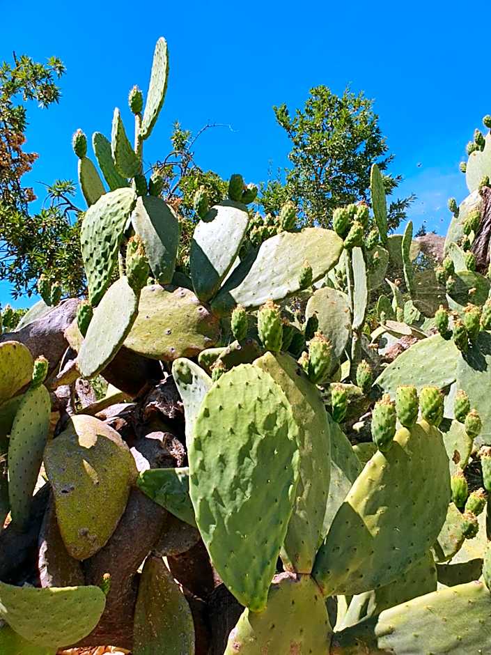 Trullo Oasi Veronica