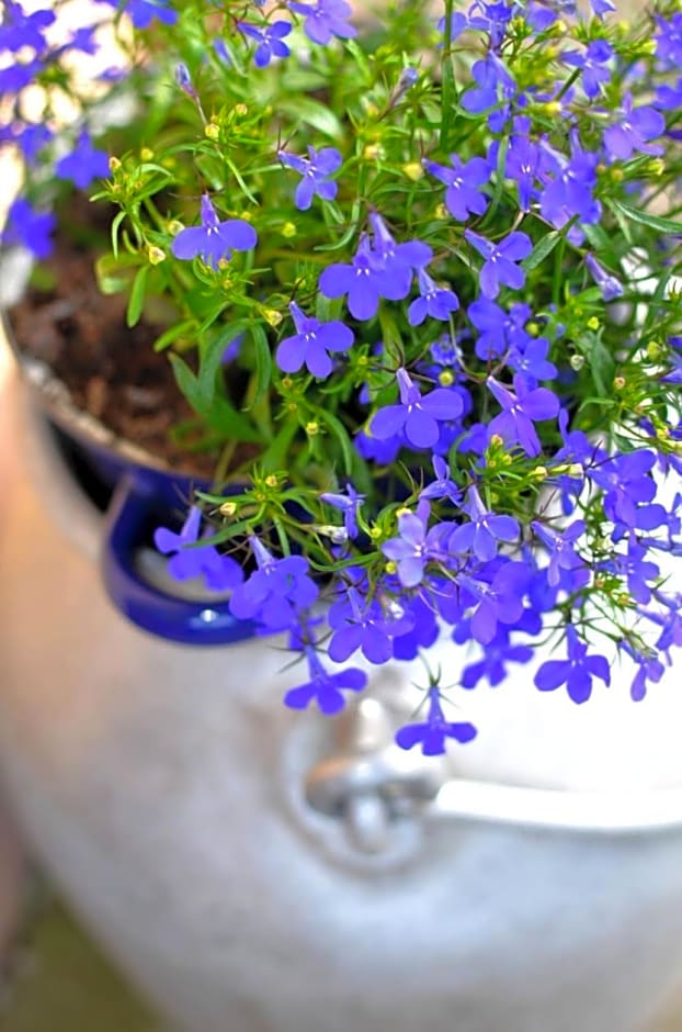 Pokoje go¿cinne Ewela