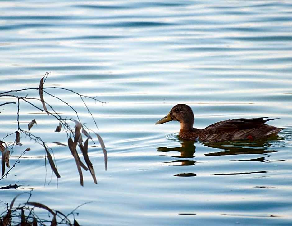 Universal Aparthotel Elisa