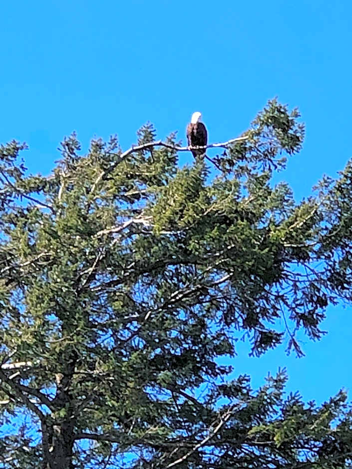 Anchor Inn and Suites