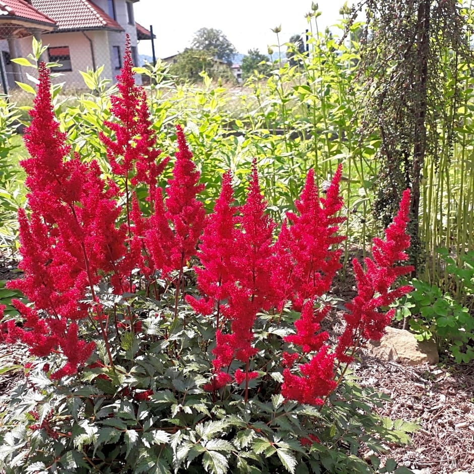 Dom wakacyjny Podlas