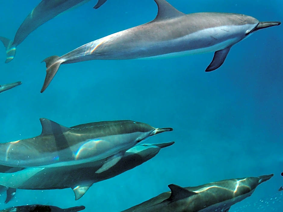 Summer Villa Guest House at Maafushi