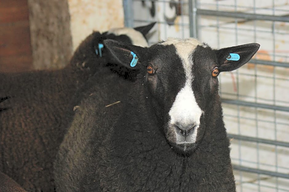 Cary Fitzpaine House