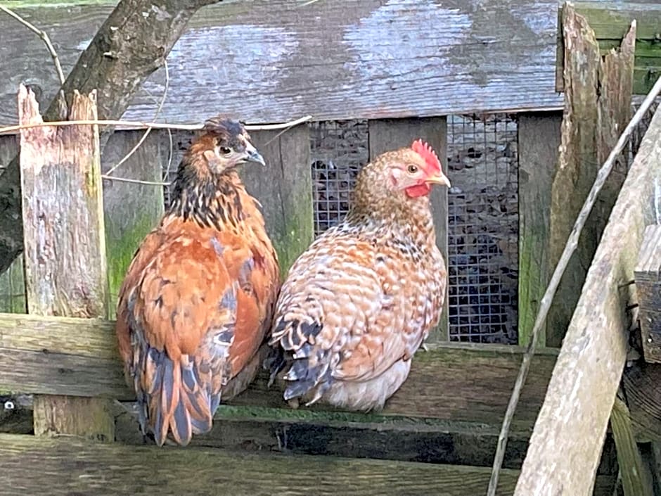 B&B - Chambres d'Hôtes Acoucoula