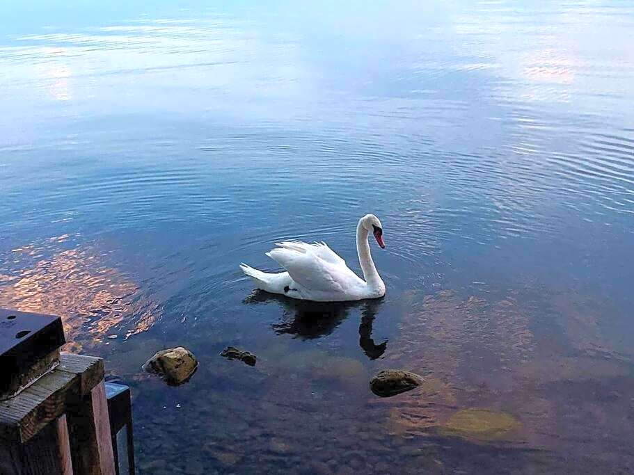 West Lake Waterfront Swimming - Free Pontoon Boat!