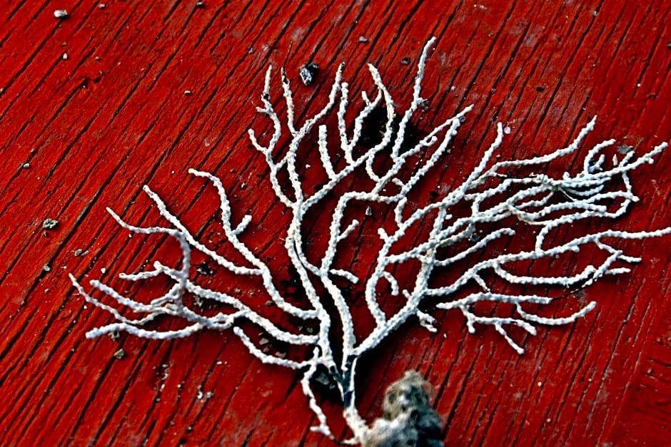 Il Vecchio e Il Mare Maratea