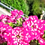Bed & Breakfast Bellagio