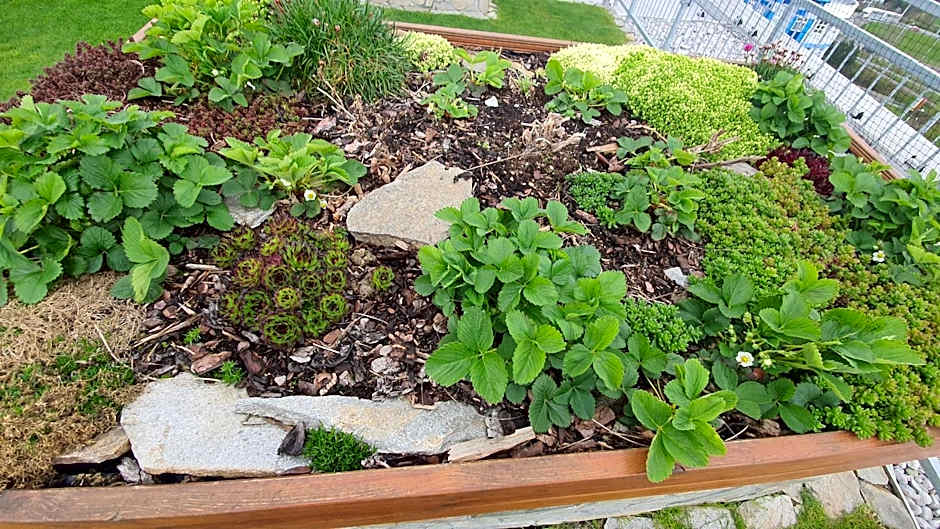 Magic Apartment centre mezonet