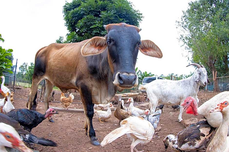 Batchelor Butterfly Farm