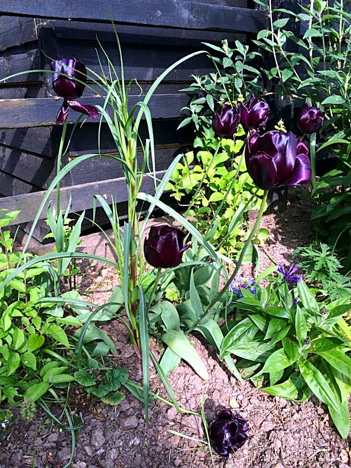 the Orangery - BnB Suites