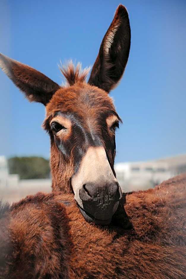 Black Rose Beach Suites