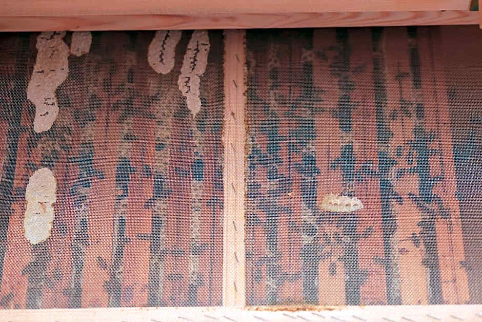 Domki w Smolniku z możliwością apiterapii