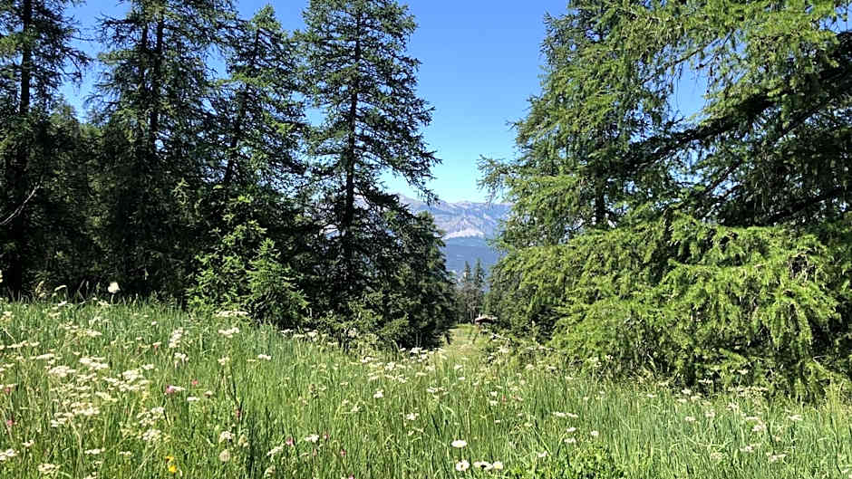 Adonis Le Chastellan