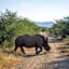 Lush Private Game Lodge