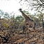 Foxy Crocodile Bush Lodge & Kruger Safaris