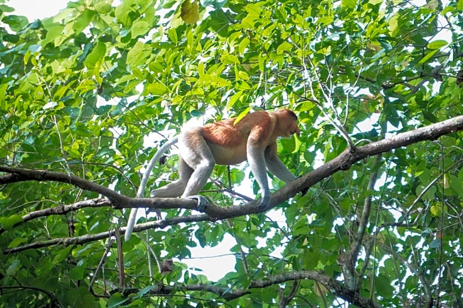 Borneo Jungle Adventure