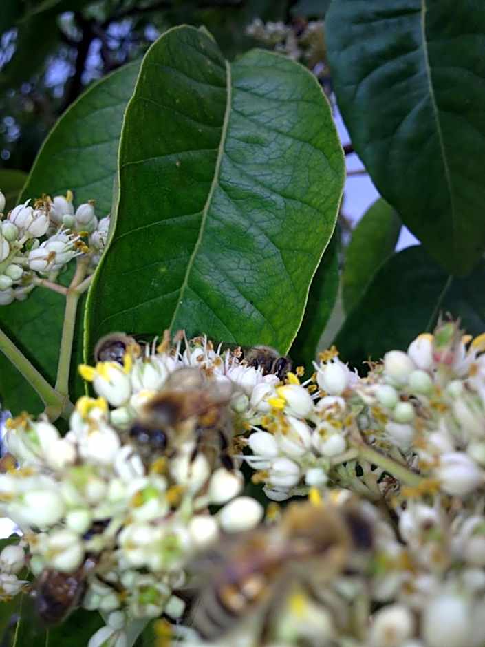 Landhotel zum Honigdieb