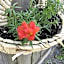 The Stella Rose B&B