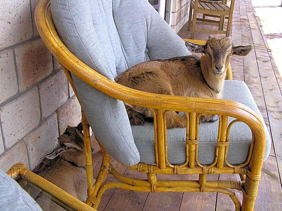 Ahaura Lodge & Waterwheel Farm Stay