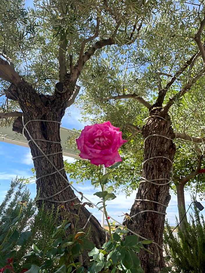 La Hacienda del Marquesado