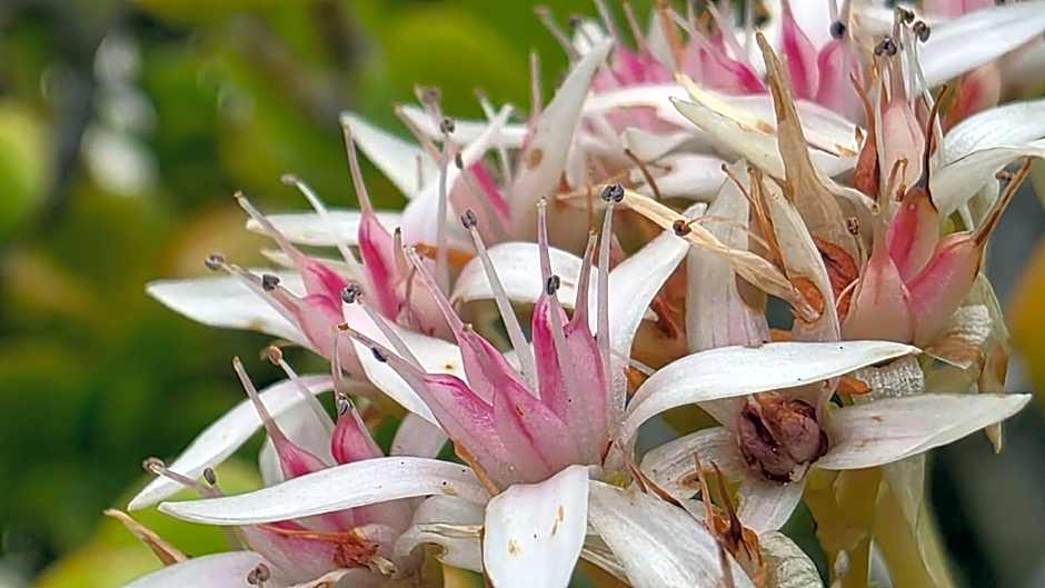 Suite & Spa Panoramic Olivars