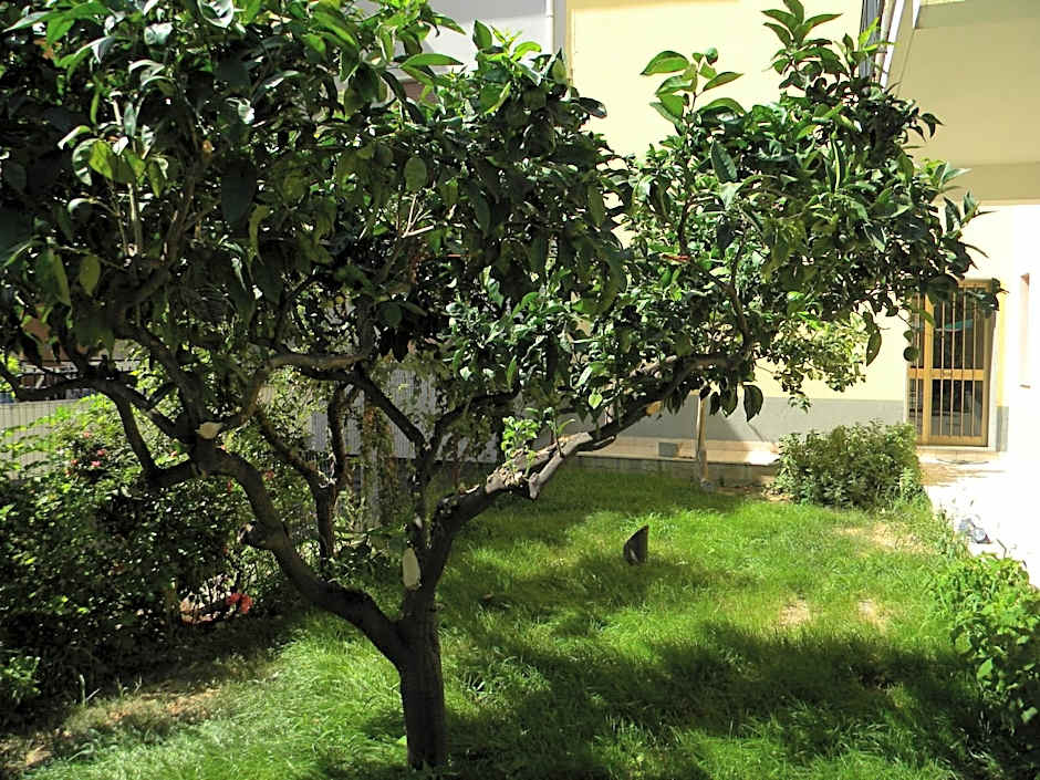 B&B Il Giardino Diamante