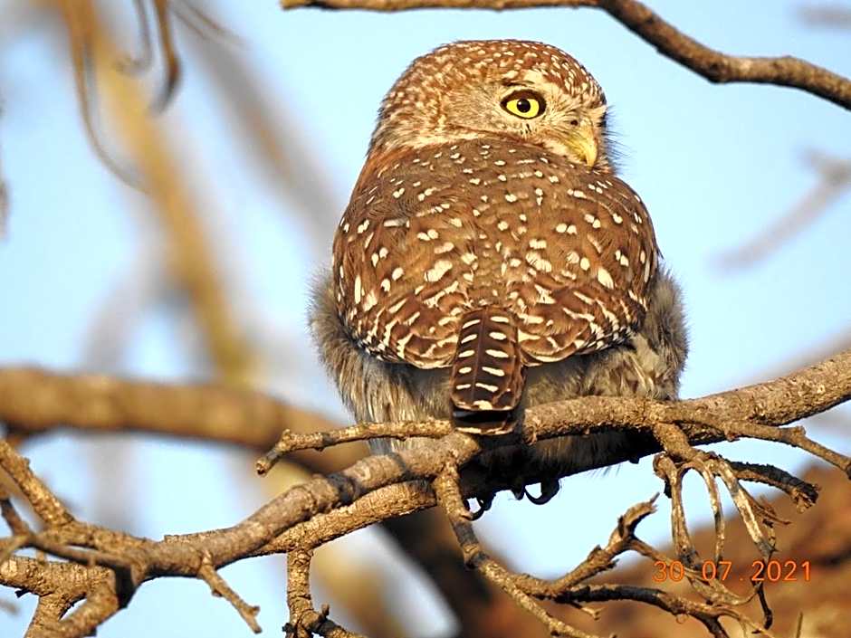 Barn Owl Lodge, Mjejane Game Reserve, Greater Kruger Park