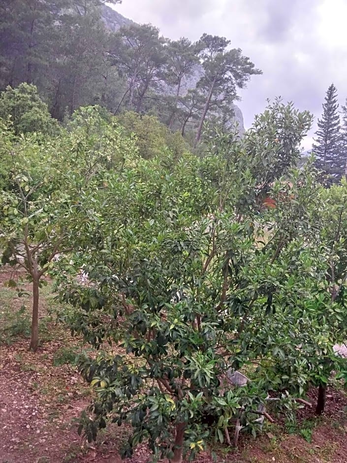 Village Garden Pansiyon