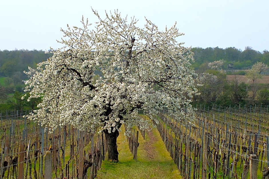 Turmhof Breitenbrunn