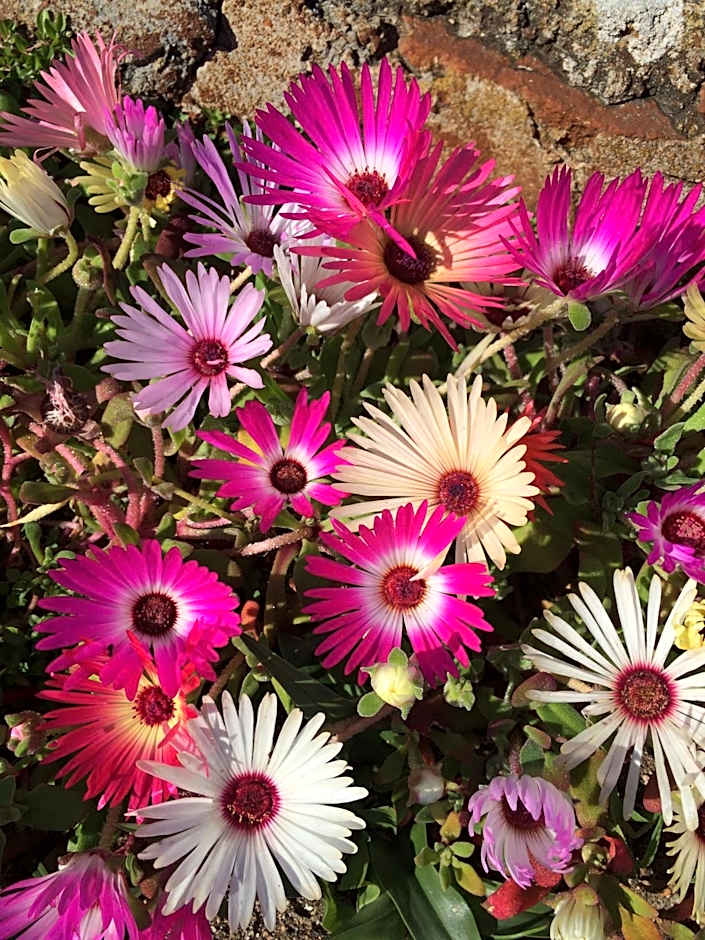 Hermanus Backpackers & Budget Accommodation