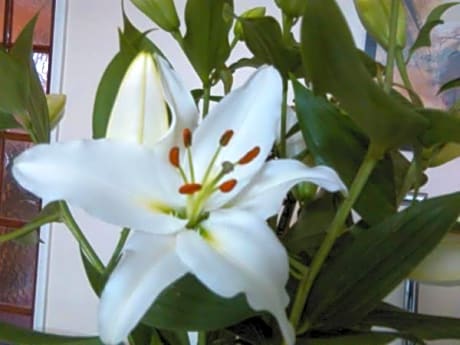 King Room with Garden View