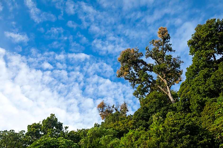 Dantica Cloud Forest Lodge