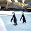 Bosky Dell on Boulders Beach
