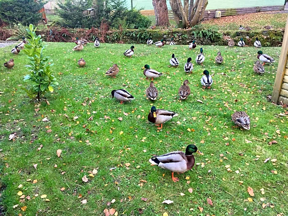 Tiggywinkle Beck Lodge