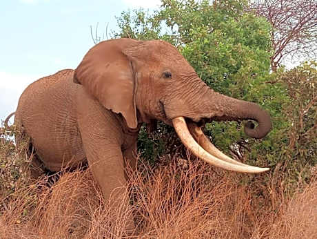 Tausa Tsavo Eco Lodge