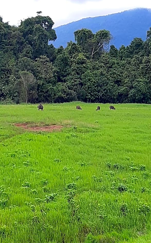 Pakchong hostel & wildlife tour