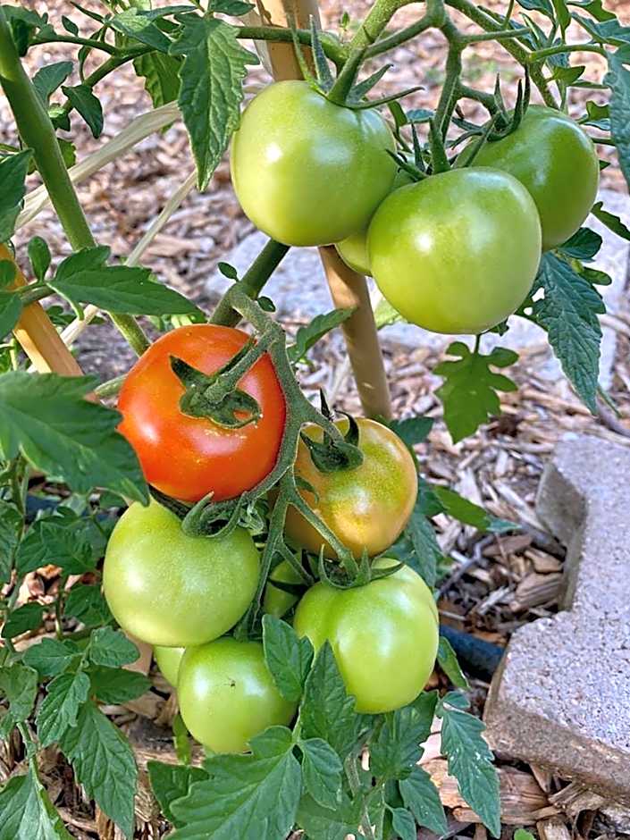 Du côté de chez Sam