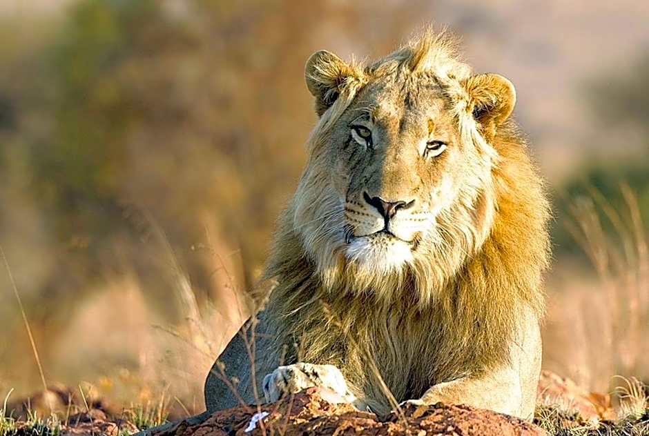 Out in Africa Wildlife Lodge