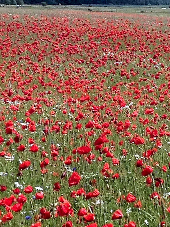 Landhotel zum Honigdieb