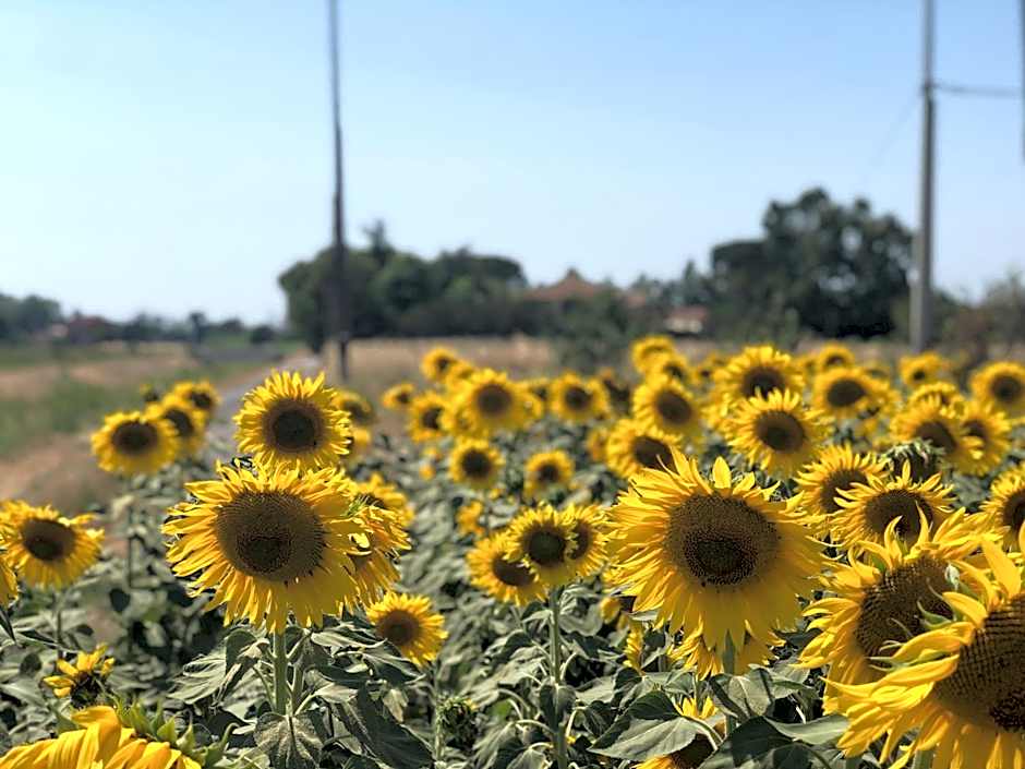 Airone Pisa Park Hotel