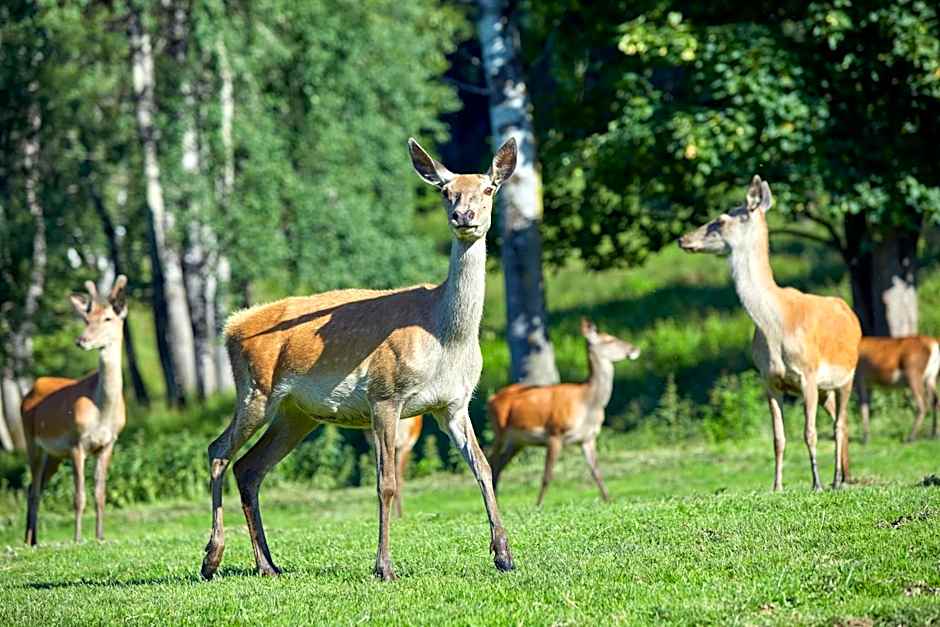 Hotel Gasthof Abelhof