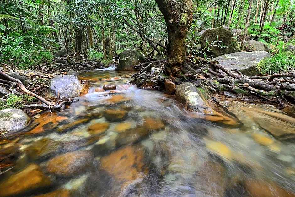 Daintree Cascades