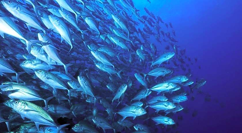 Oceanism海洋主义潜水度假酒店