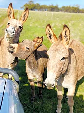 Sandalwood Downs Fabulous Farm Stay TOODYAY