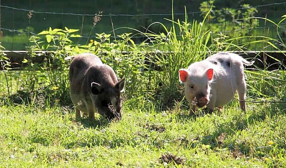 Private Farm Jakuzzi Sauna in the forest