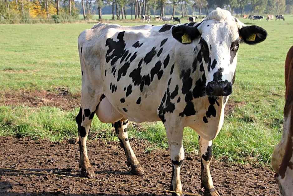 Bed and Breakfast De Volkelse Hooiberg